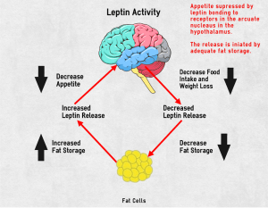 The Leptin Cycle